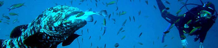 Malabar grouper eating puffer fish at Bevato dive site
