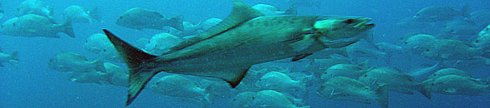 Cobia and red snappers