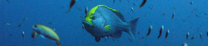 Blue and yellow grouper