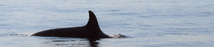 Killer whale at Manombo