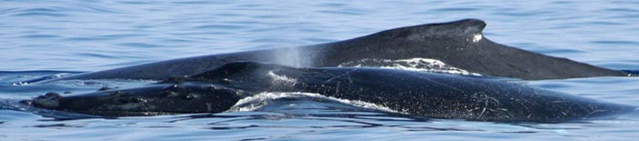 Humpback whales lazy on surface