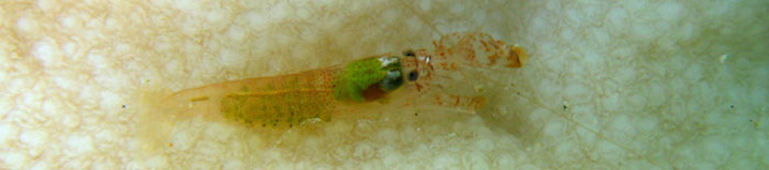 Small unknown shrimp of the Ranobe lagoon