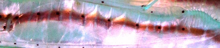 Ranobe lagoon shrimpfish