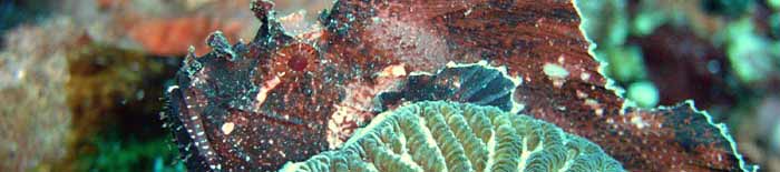 Leaf scorpion fish