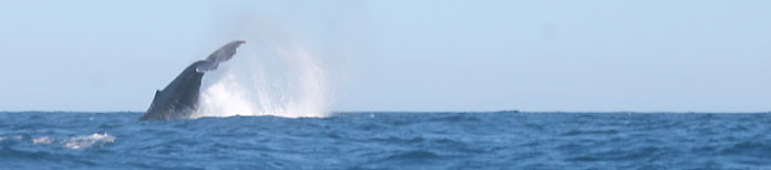 Humpback whale caudal fin throw