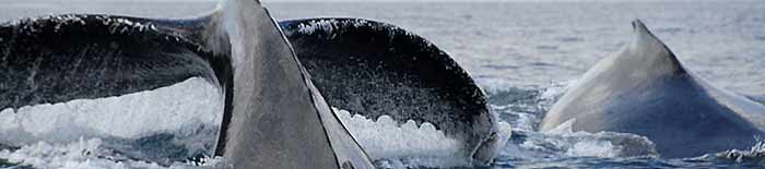 Humpback whales caudal fin and hump in front of Ifaty