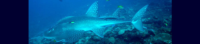 Guitar fish at Snappers point - 2007