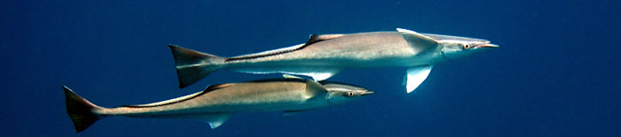 Sharksuckers patroling Cathedral dive site