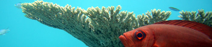 Soldier fish sentry under coral