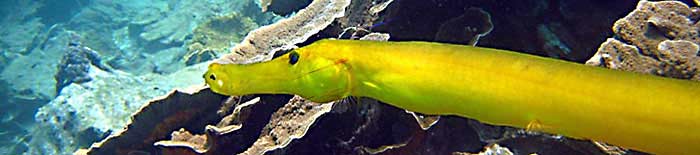 Trumpet fish at Roses garden