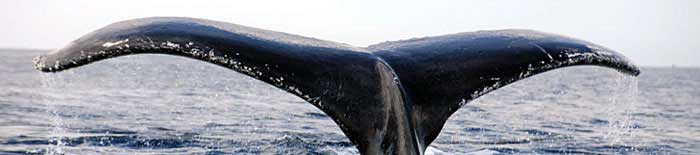 A humpback whale dive at Ifaty