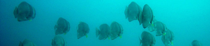 Platax school in a foggy Bevato dive site