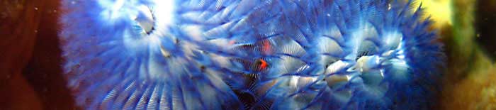Christmas tree worm at coral garden