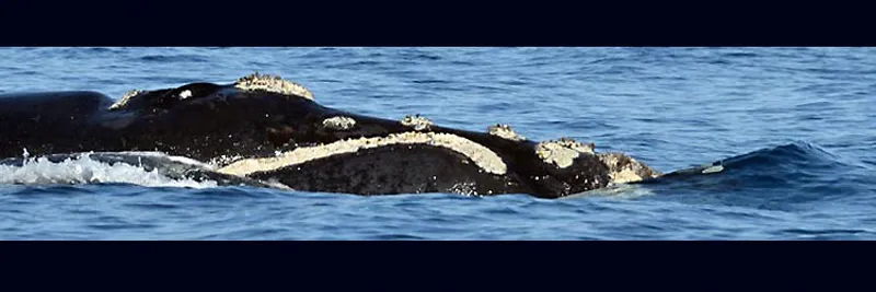 head of a southern whale surfacing