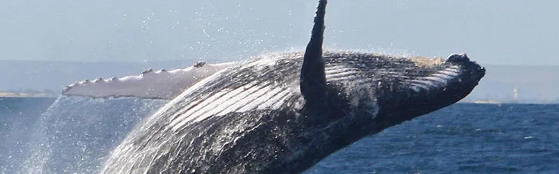 Une baleine à bosse qui saute