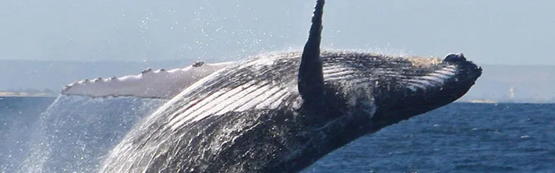 A humpback whale breaching