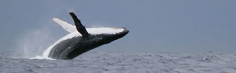 Une baleine à bosse saute, ciel d'orage