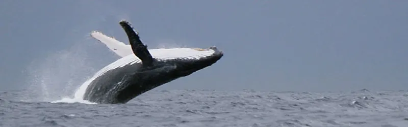 A humpback whale breaching, stormy sky