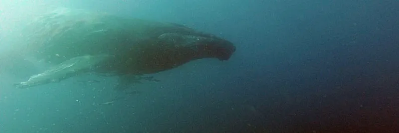 Baleine à bosse sous l'eau