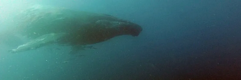 Humpback whale underwater