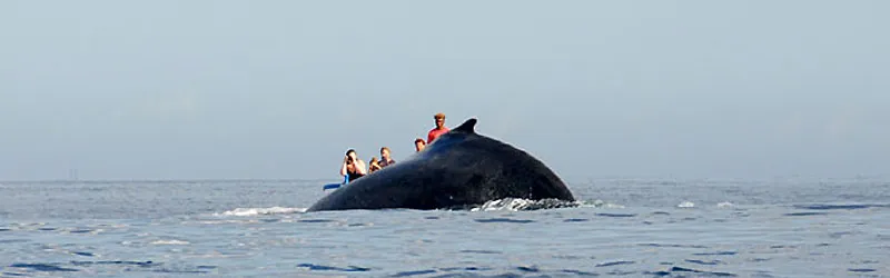 A humpback whale hump hiding a boat with whalewatchers