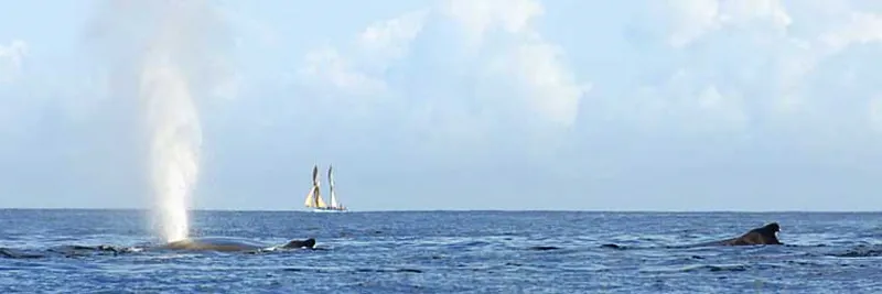 Two humpbacks whales on surface and a schooner far away in the background