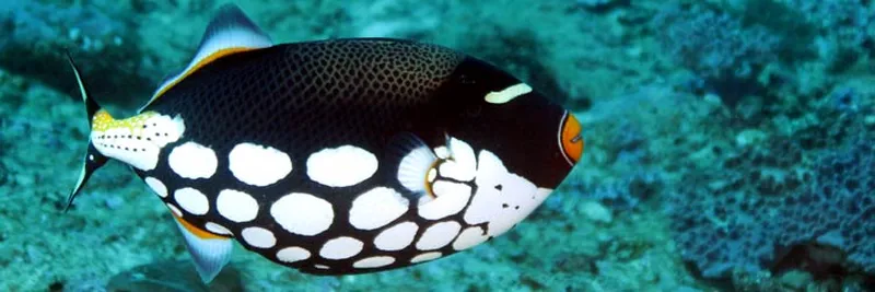 Clown triggerfish