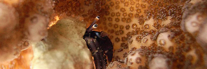 Bernard l'ermite dans du corail