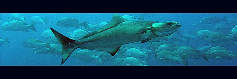 Cobia with big red snappers in the background, in the south inlet of Ifaty