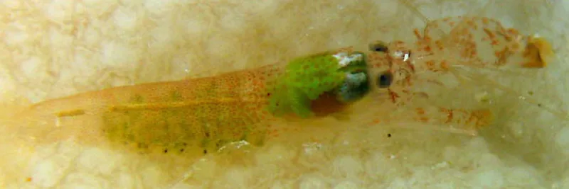 Small translucent shrimp