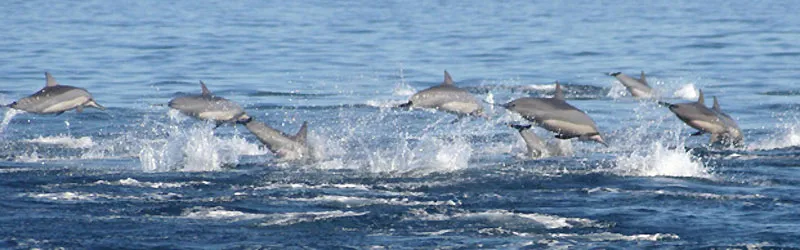 Un groupe de dauphins à long bec