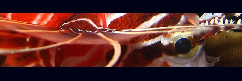 Spotfin lionfish by night, close view