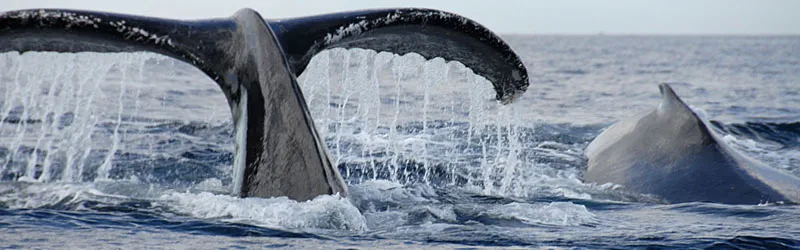 Caudal and dorsal fin, two humpback whales