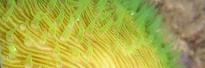 Green mushroom coral, polyp out, by night