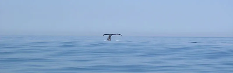 Queue de baleine à bosse sur mer calme