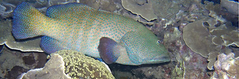Peacock grouper on coral rose, by night