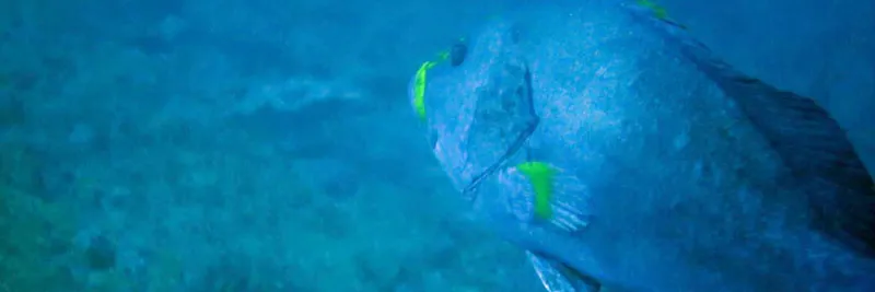 Blue-and-yellow grouper, yellowlips in the blue