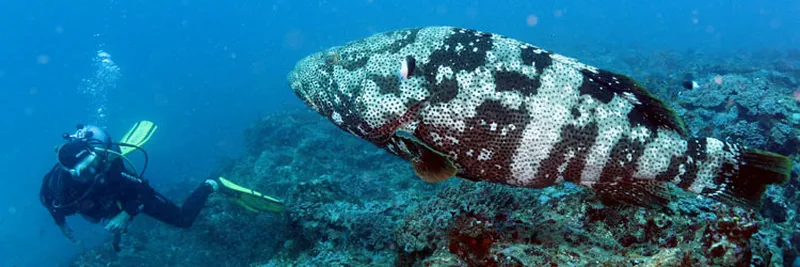 A diver and a malabar gouper