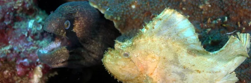 Masked moray eel and scorpion leaf fish