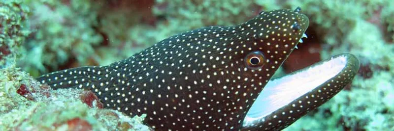 Whitemouth moray