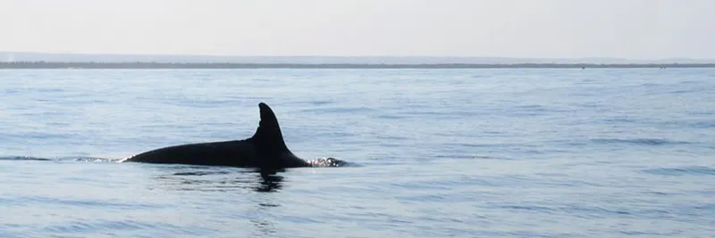 Killer whale head on surface