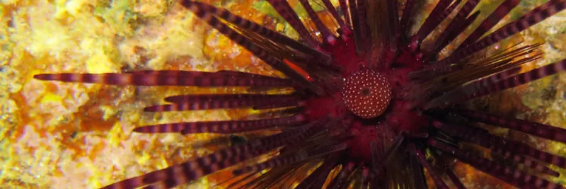 A pencil sea urchin by night