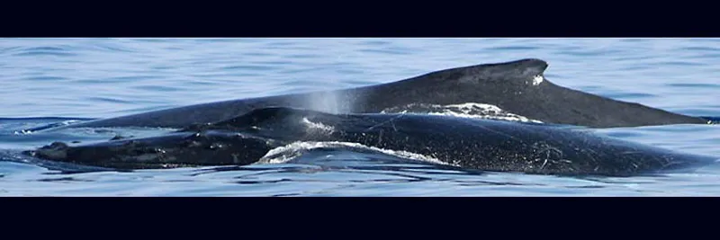 Dos de deux baleines à bosse