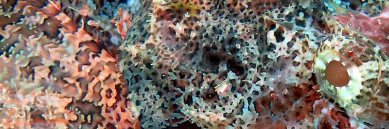 Tassles scorpionfish, close view