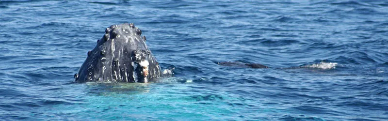 A humpback whale getting the nose out of the water