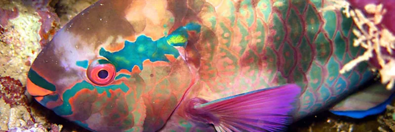 Red lip parrotfish by night