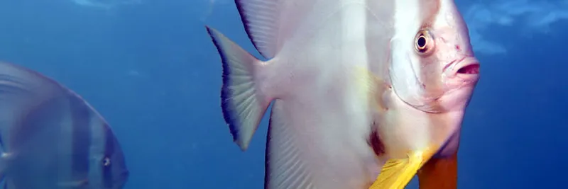 A batfish