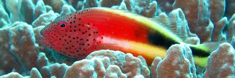 Poisson faucon sur corail mou