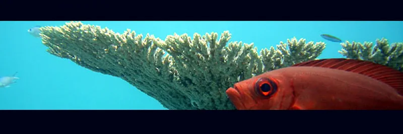 A big eye fish under a coral table