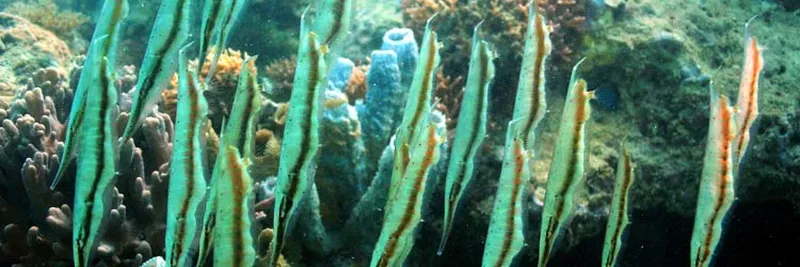 group of shrimpfish